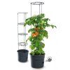3485046 tomato
