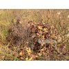 3545353 13 profesionalni past na lisky kuny vydry a kocky trap h120x34x42